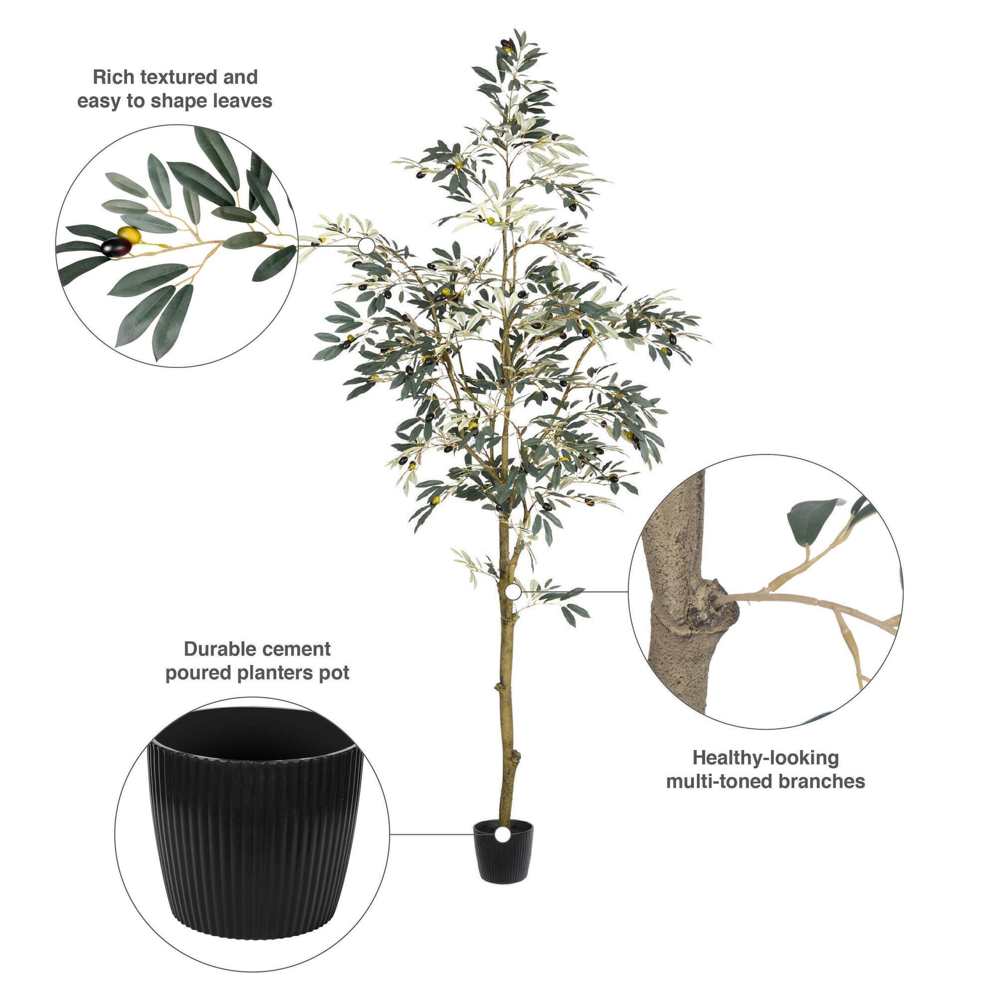 7ft. Potted Olive Tree